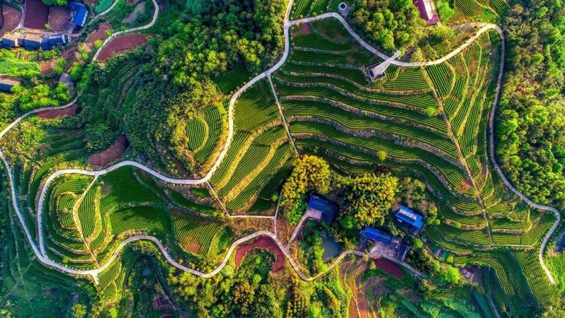 有关于湖南石门：山环水绕，茶为香饵，美食回肠……茶旅融合格局浑然天成的最新消息(14)