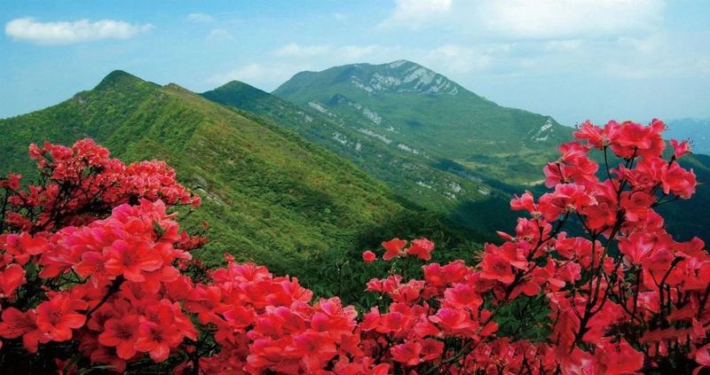 有关于湖南石门：山环水绕，茶为香饵，美食回肠……茶旅融合格局浑然天成的最新消息(1)