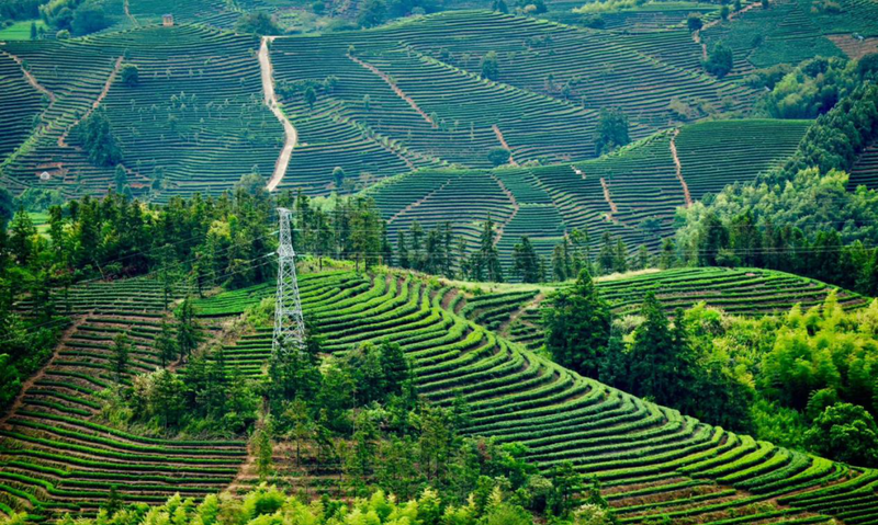 有关于松溪：科特派赋能茶产业高质量发展的内容