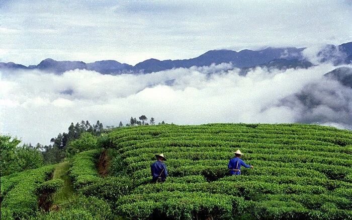 有关于福建寿宁：“廊桥水乡，状元故里”-赏非遗，享山水福地的资讯(1)