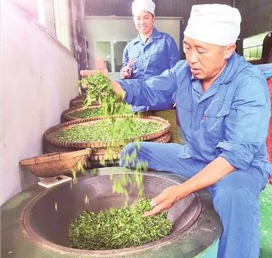 有关于一名基层人大代表的初心：通过茶产业的发展带领致富的相关信息(1)