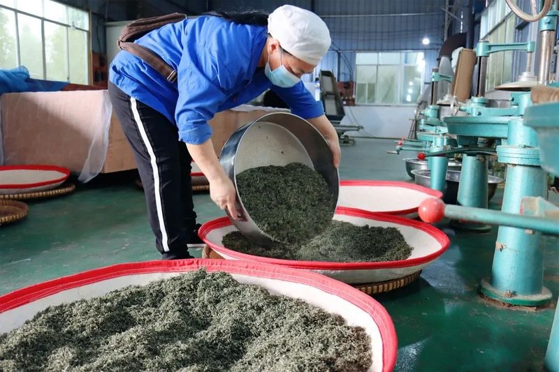 有关于一名基层人大代表的初心：通过茶产业的发展带领致富的相关信息(3)