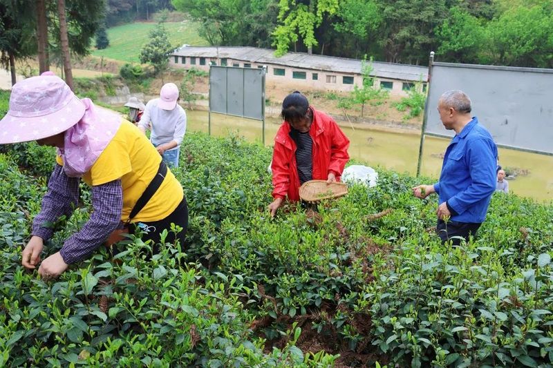 有关于一名基层人大代表的初心：通过茶产业的发展带领致富的相关信息