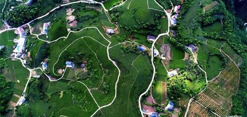 有关于湖北宜都：对标“欧标”，茶园向生态低碳迈进的消息(4)