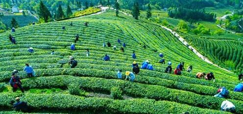 有关于湖北宜都：对标“欧标”，茶园向生态低碳迈进的消息(5)
