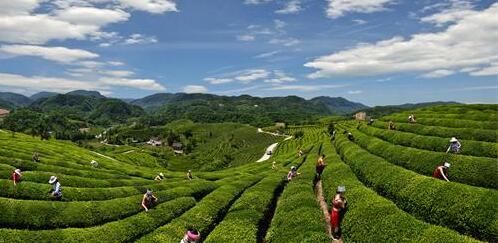 有关于湖北宜都：对标“欧标”，茶园向生态低碳迈进的消息