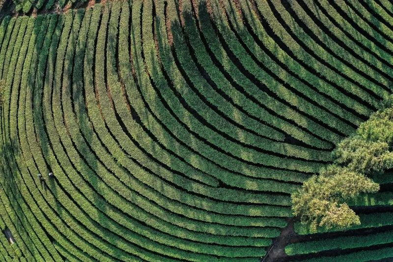 关于临沧耿马：“院坝协商”共商户南村茶产业发展大计的内容(1)