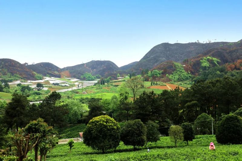 有关于隆基这盏“光伏茶”，泡出乡村振兴新味道的信息(1)