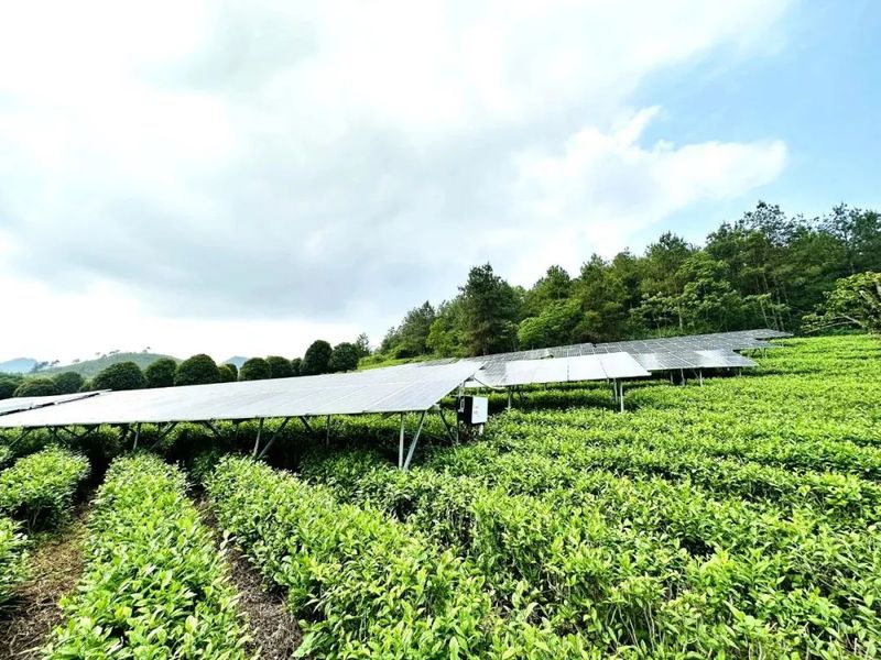 有关于隆基这盏“光伏茶”，泡出乡村振兴新味道的信息(3)