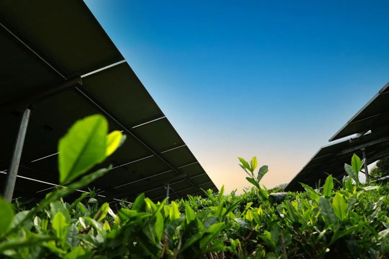 有关于隆基这盏“光伏茶”，泡出乡村振兴新味道的信息(4)