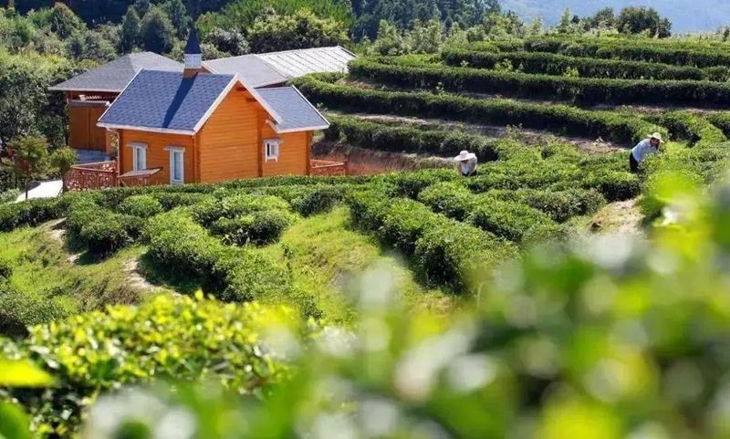 有关于茶包装“新国标”让茶企坐不住了？不看“脸”，还可以看啥？的相关信息(6)