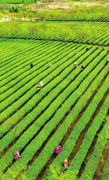 有关于一片茶叶背后的和美致富路的新闻