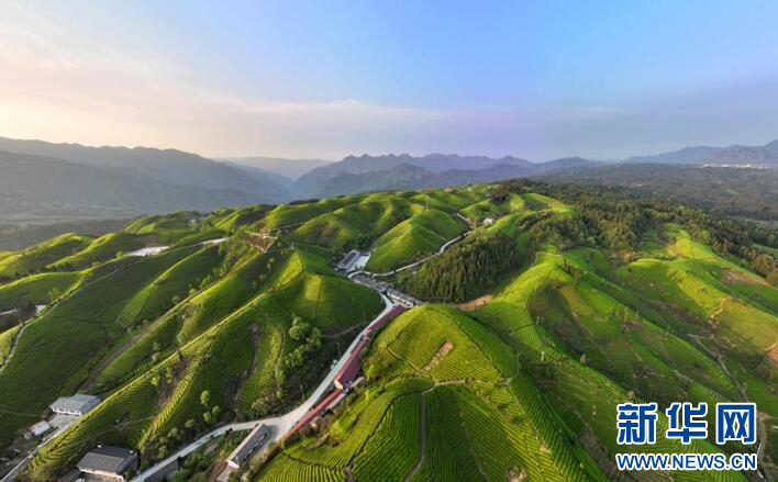 关于湖北鹤峰：“三杯茶”托起乡村振兴梦的相关信息