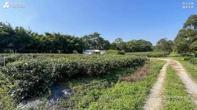 有关于匠心做好茶——世凯农业赴清远英德茶园把控源头与品质的相关内容(2)