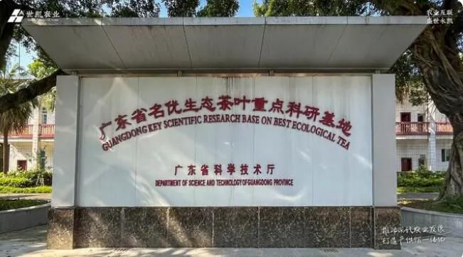 有关于匠心做好茶——世凯农业赴清远英德茶园把控源头与品质的相关内容(6)