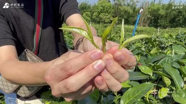有关于匠心做好茶——世凯农业赴清远英德茶园把控源头与品质的相关内容(5)