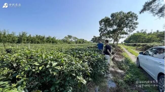 有关于匠心做好茶——世凯农业赴清远英德茶园把控源头与品质的相关内容(3)