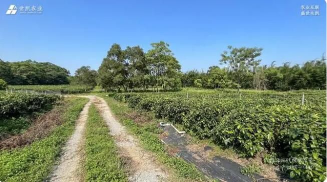 有关于匠心做好茶——世凯农业赴清远英德茶园把控源头与品质的相关内容(1)