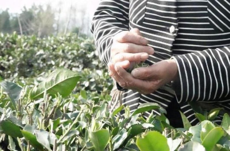 有关于雅安：宝峰乡“德舍拉”助茶农增收致富的内容(2)