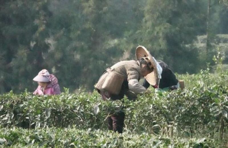 有关于雅安：宝峰乡“德舍拉”助茶农增收致富的内容