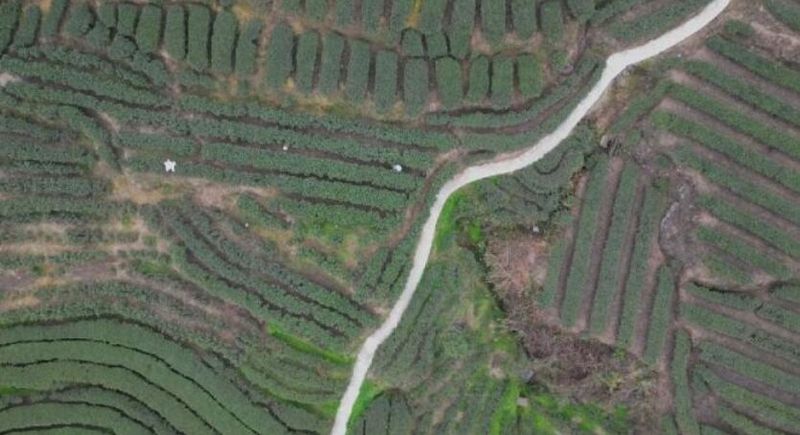 有关于雅安：宝峰乡“德舍拉”助茶农增收致富的内容(1)