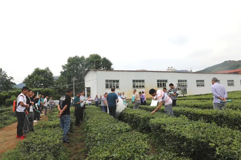 有关于都匀市茶园办“学堂” 助推茶农致富有保障的相关内容(7)
