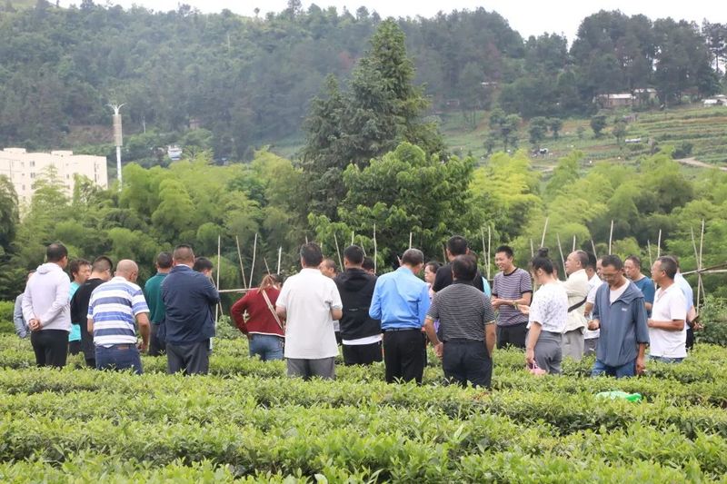 有关于都匀市茶园办“学堂” 助推茶农致富有保障的相关内容(1)