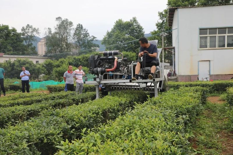 有关于都匀市茶园办“学堂” 助推茶农致富有保障的相关内容(5)