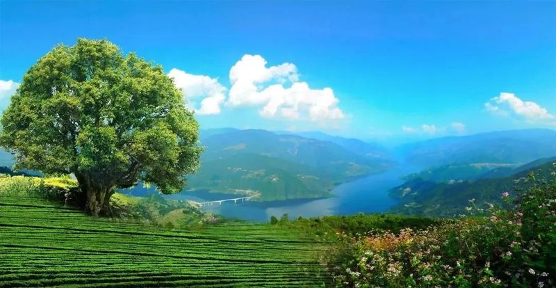 有关于凤庆滇红茶“泡”出百亿大市场的相关内容(1)