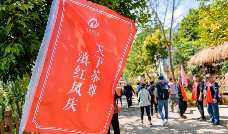 有关于凤庆滇红茶“泡”出百亿大市场的相关内容(8)