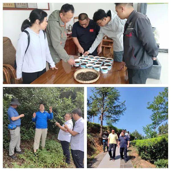 关于云南茶叶所专家到保山市开展茶产业调研的新闻