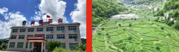 关于双桥镇荣获陕西“十佳茶产业振兴示范镇”荣誉称号的新闻(9)