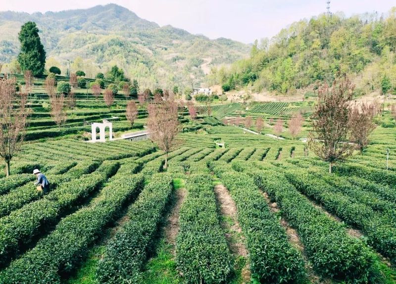 关于双桥镇荣获陕西“十佳茶产业振兴示范镇”荣誉称号的新闻(4)