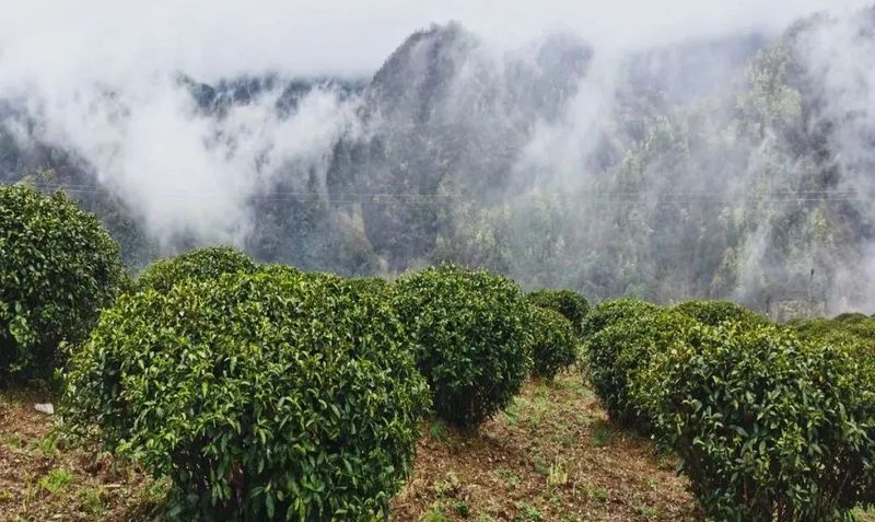 关于双桥镇荣获陕西“十佳茶产业振兴示范镇”荣誉称号的新闻(3)