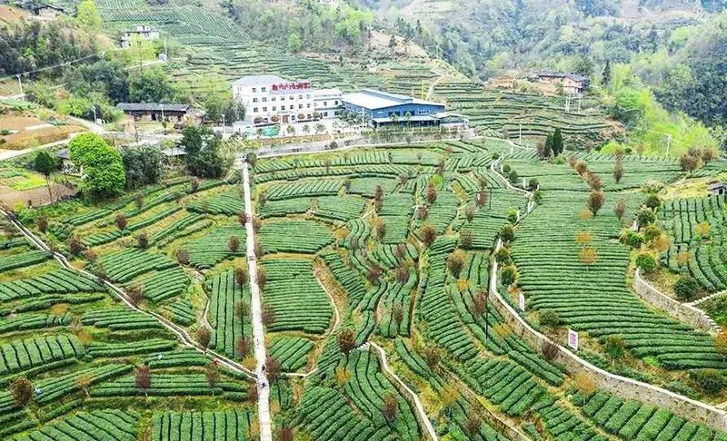 关于双桥镇荣获陕西“十佳茶产业振兴示范镇”荣誉称号的新闻(2)