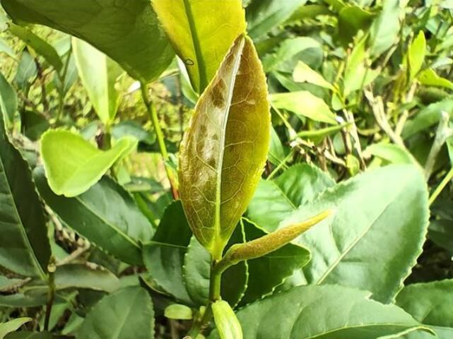 关于大足：茶旅融合 振兴乡村的信息(3)