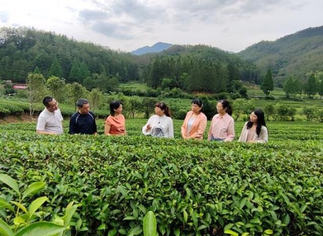 关于大足：茶旅融合 振兴乡村的信息