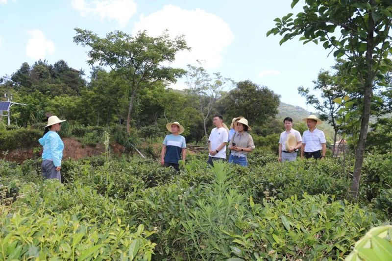 关于安溪气象：多部门共同开展安溪茶产业碳中和业务交流的信息(1)