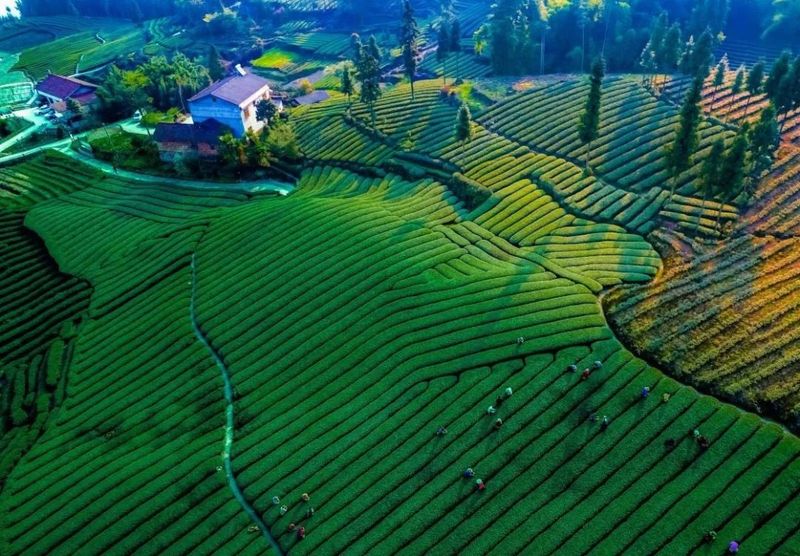 关于沐川：坚持党建引领让茶农“富”起来的消息