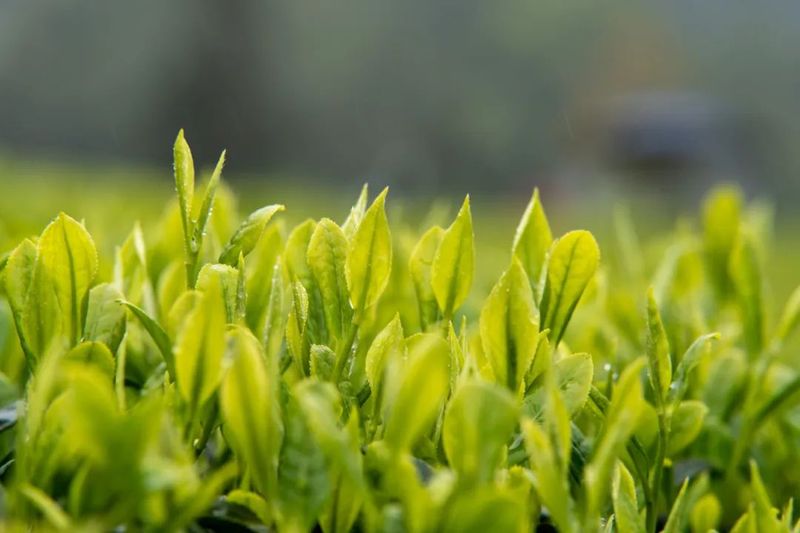 关于沐川：坚持党建引领让茶农“富”起来的消息(3)