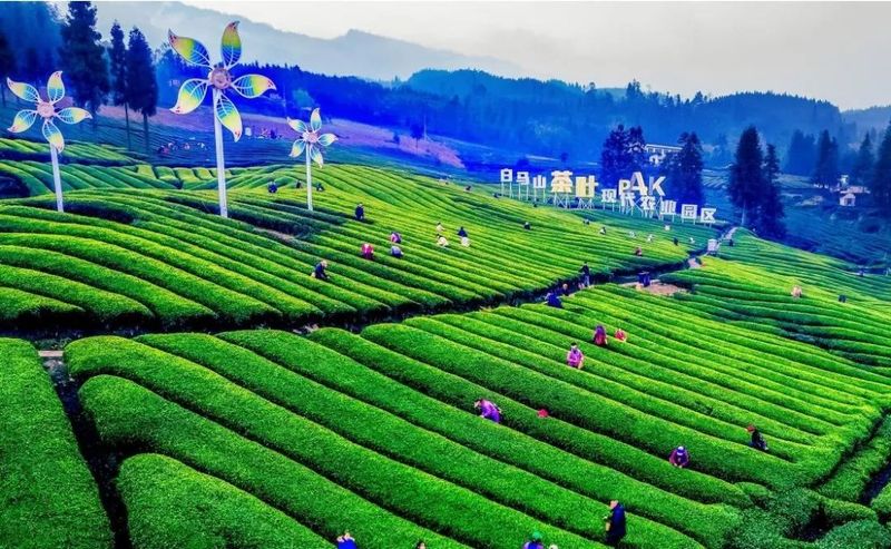 关于沐川：坚持党建引领让茶农“富”起来的消息(1)