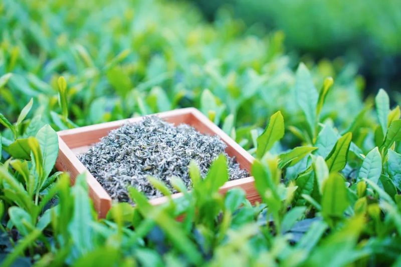 关于沐川：坚持党建引领让茶农“富”起来的消息(2)