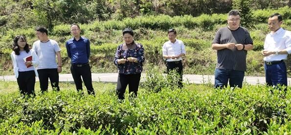 关于金沙县人大常委会：在监督工作上发力增效 以茶产业高质量发展推进乡村振兴的相关信息