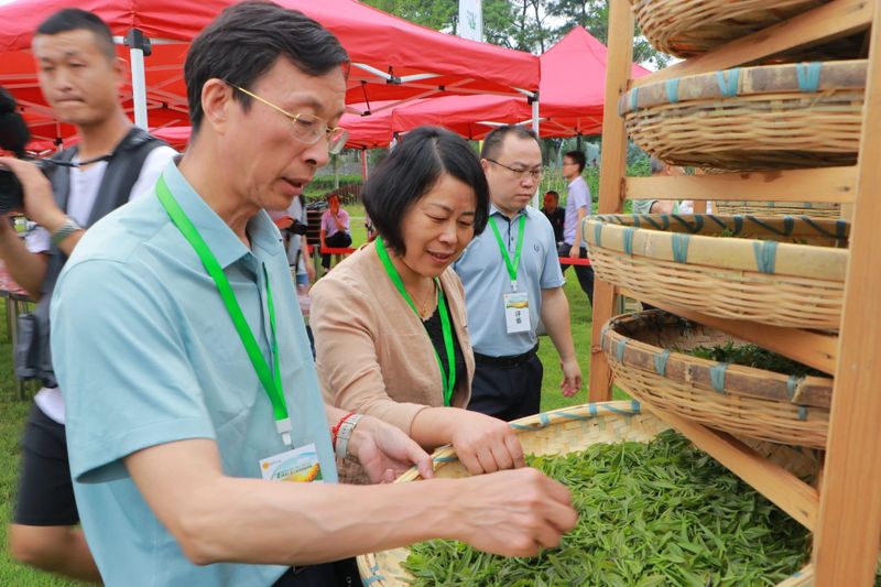 有关于长沙市2023 年“星城杯”手工制茶技能竞赛在金井茶厂隆重举行的新闻(6)