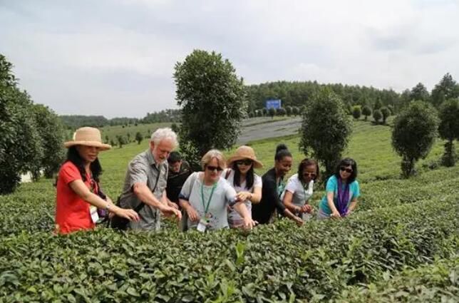 关于贵州省凤冈县：干净的黔茶答卷的消息(2)