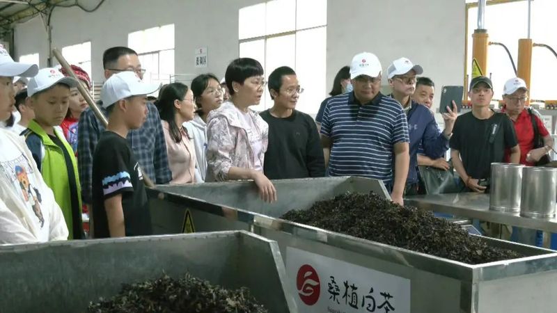 关于桑植白茶与文学邂逅 文化赋能茶产业发展的新闻(1)