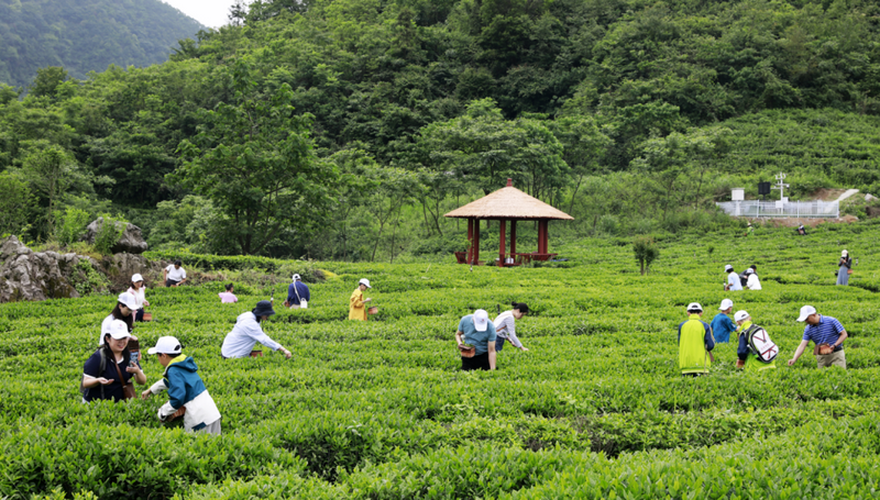 关于桑植白茶与文学邂逅 文化赋能茶产业发展的新闻