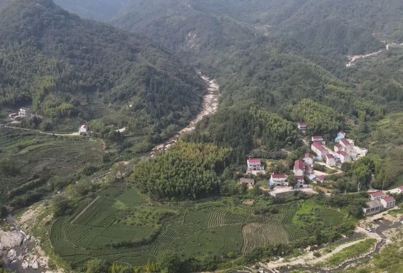 关于舒城县人民政府副县长胡久松:舒城小兰花，总产值23.5亿元 涉及5.5万农户生计的大产业的最新消息(5)