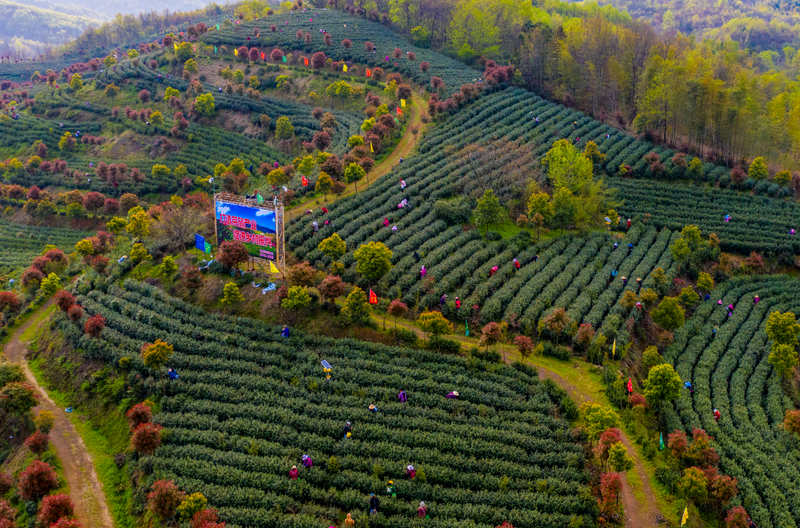 关于舒城县人民政府副县长胡久松:舒城小兰花，总产值23.5亿元 涉及5.5万农户生计的大产业的最新消息(6)