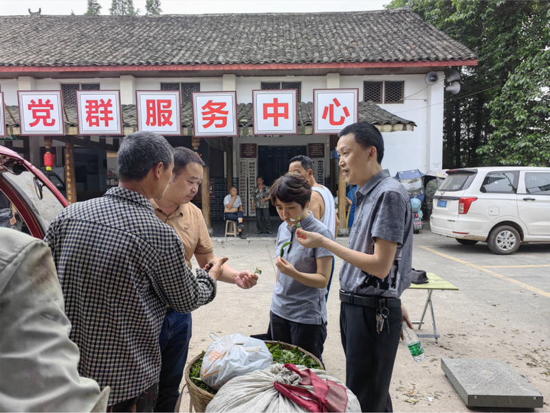 有关于雨城区政协副主席王达兵调研茶产业发展的最新消息